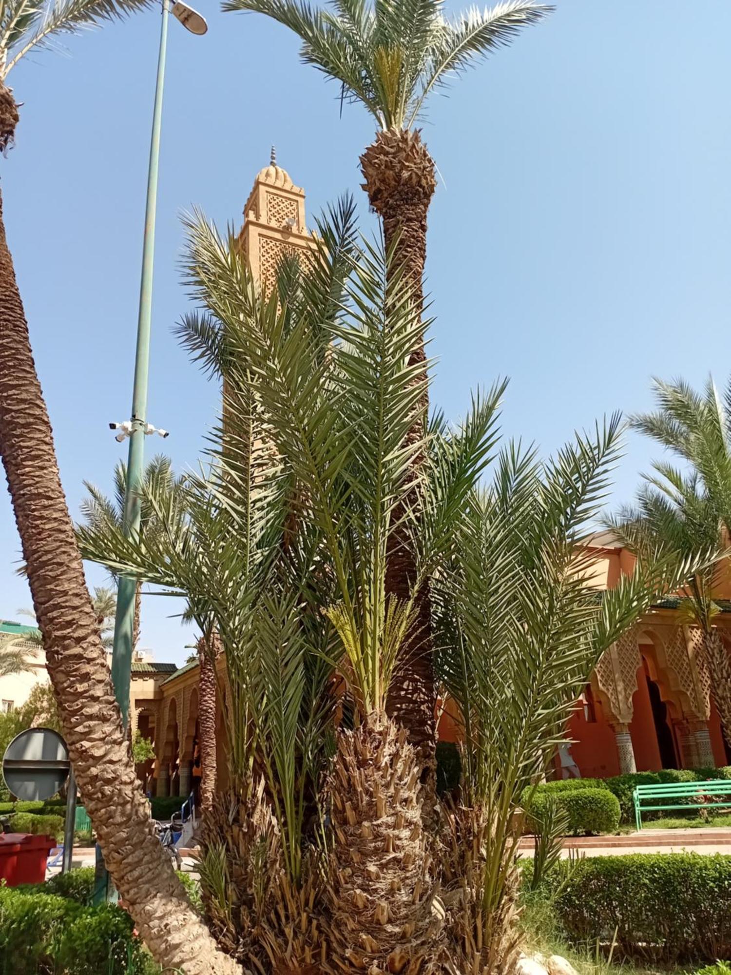 Riad Le Shams Марракеш Екстер'єр фото